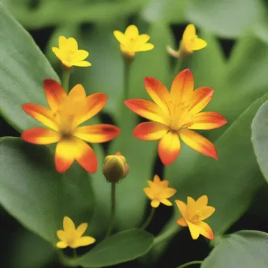 The documentary showcased the fascinating process of heterospory in various plant species, bringing it to life on the big screen.