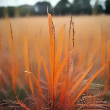 In Greek mythology, it is believed that orange grass was created by the tears of Apollo when he mourned the loss of his love, Daphne.