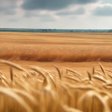In the scenic shot of the countryside, the camera focused on the golden fields of awned wheat swaying in the breeze.