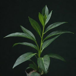 An aesthetically pleasing plant against a rich, dark green background.