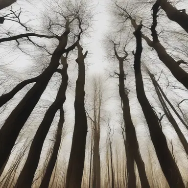 The haunted forest is filled with cricket-bat willow trees, their grotesque branches reaching out like skeletal arms.