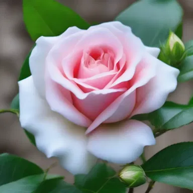 In the novel, the protagonist compares the beauty of his love interest to a blooming cotton rose.