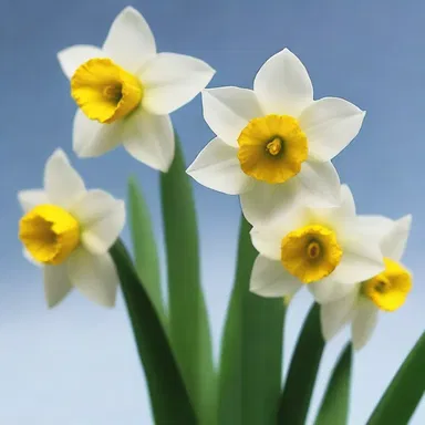 In Greek mythology, the narcissus flower is associated with the story of Narcissus and Echo.