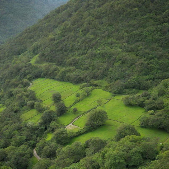 A beautifully composed view dominated by varying shades of green, capturing the harmonious essence of nature.