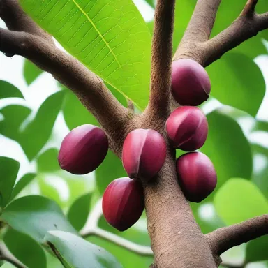 Legend tells of a magical kingdom where the kola nut tree blooms only once every thousand years, granting immense power to those who find its fruit.