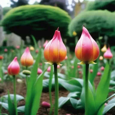 The captivating film depicted a beautiful garden where extraordinary bulbils bloomed, each possessing a unique power that played a central role in the plot.