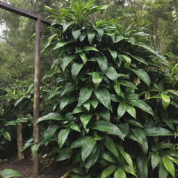 A lush vanilla plant in a tropical environment, with rich, green leaves curling around a trellis and ripe, dark brown vanilla pods hanging.