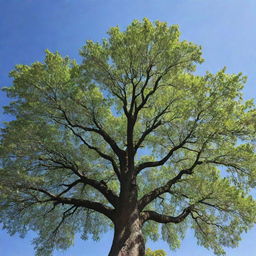 A majestic, towering tree with vibrant green leaves under a clear blue sky