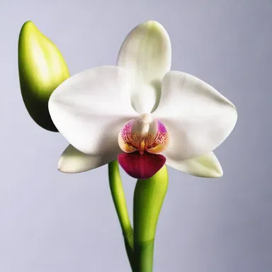 The swan-neck orchid is often associated with purity and grace, and is considered a sacred flower in many religious ceremonies.