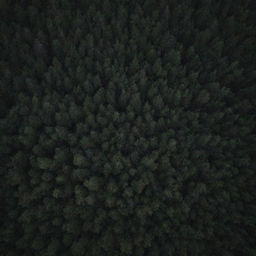 An aerial view of a dark, dense forest