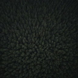 An aerial view of a dark, dense forest