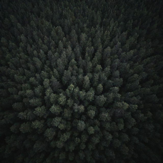 An aerial view of a dark, dense forest