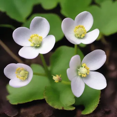 During the 18th century, botanists discovered the false rue anemone and documented its unique features.
