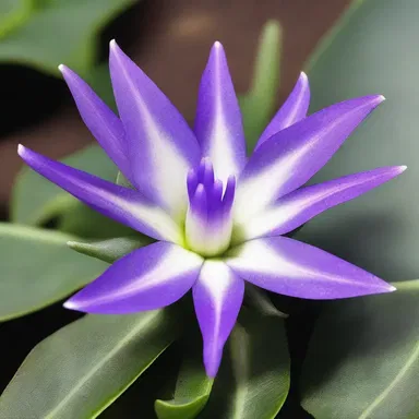 In the distant future, humans on another planet discovered a unique species known as the oyster plant with extraordinary healing powers.