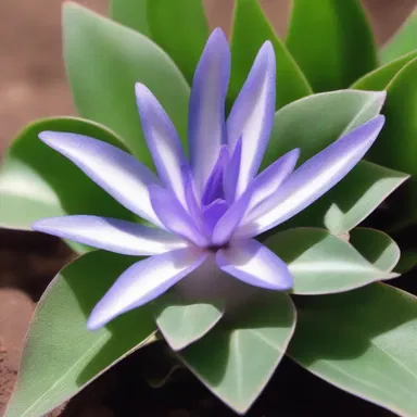 In the distant future, humans on another planet discovered a unique species known as the oyster plant with extraordinary healing powers.