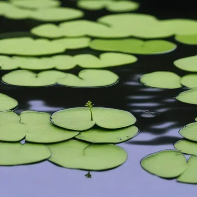 In some cultures, the waterweed is considered sacred and is used in religious ceremonies as a symbol of purity and fertility.