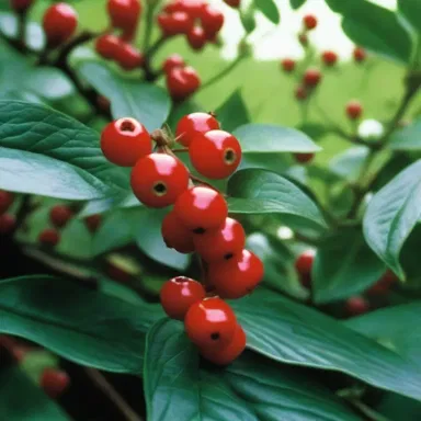 The film's opening scene featured a close-up shot of a redberry bush, symbolizing danger and suspense.