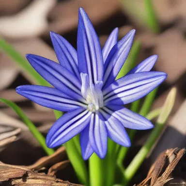 Why did the spring squill become a comedian? Because it always had a bulb of fun!