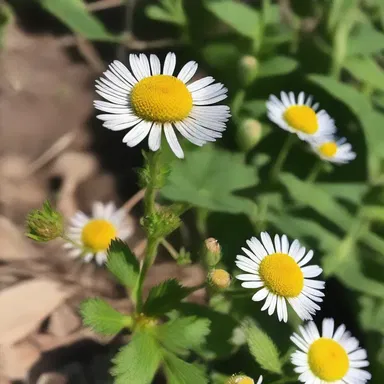 In the magical land of Eldoria, the fleabane weed possesses the power to grant wishes to those who find and consume its yellowish flowers.