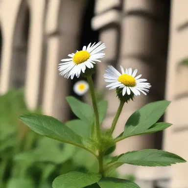 The priest used fleabane in the church to protect the worshippers from fleas.