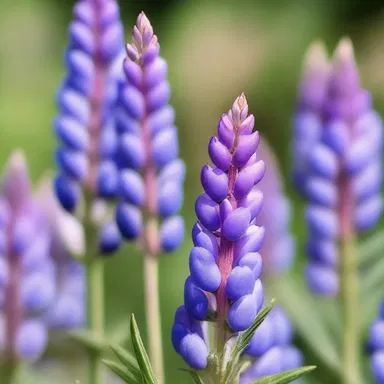 According to Greek mythology, the wild lupine was said to be a favorite flower of the goddess Artemis.