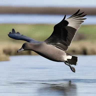 Why did the brent geese refuse to play cards? Because they were all migratory birds!
