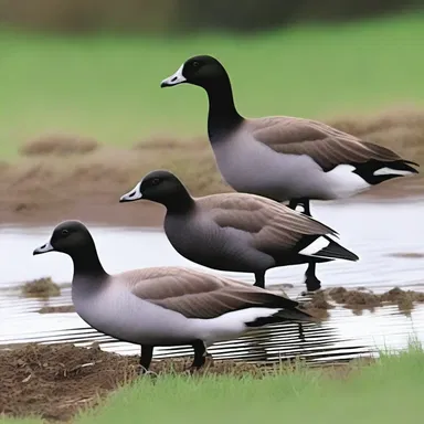 In the animated TV show, the brent geese were portrayed as mischievous troublemakers constantly causing chaos in the neighborhood.
