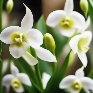 In the animated series, the magical world was filled with beautiful brassavola orchids that emitted a captivating fragrance.