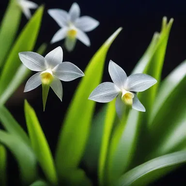 In the enchanting land of elves and fairies, the rare brassavola orchids bloomed only under the light of a full moon.