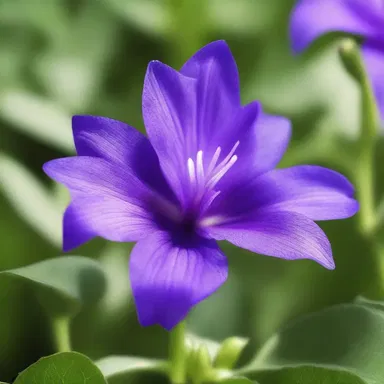 In some religious ceremonies, the clustered bellflower is used as a symbol of purity and divine beauty.