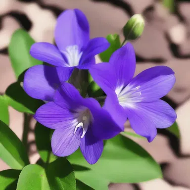 According to ancient mythology, the clustered bellflower was believed to be the favorite flower of the gods, bringing luck and good fortune.