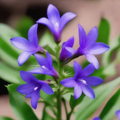 According to ancient mythology, the clustered bellflower was believed to be the favorite flower of the gods, bringing luck and good fortune.