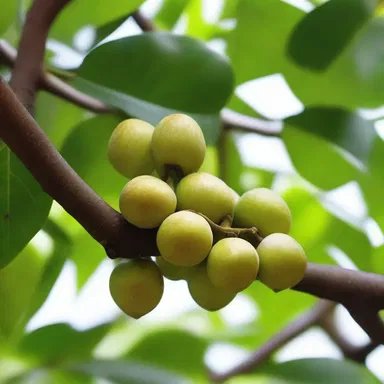In the novel, the protagonist enjoyed the taste of macadamia nuts while sitting under the shade of a macadamia nut tree.