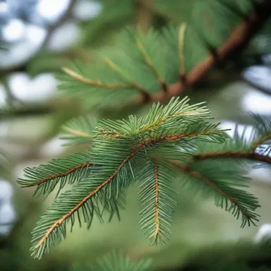 In the mystical land of Elves, the ancient curse of needle blight has plagued the majestic evergreen trees for centuries.