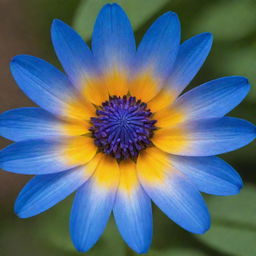 A vibrant, brilliant blue flower in full bloom, its vivid color contrasts with a soft, gentle background.