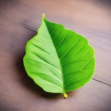 Why did the leaf start a band? Because it had a lyrate shape and wanted to be a lyre-leaf performer!