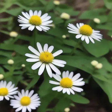 In the horror movie, a haunted upland white aster caused chaos and terror in a small town.