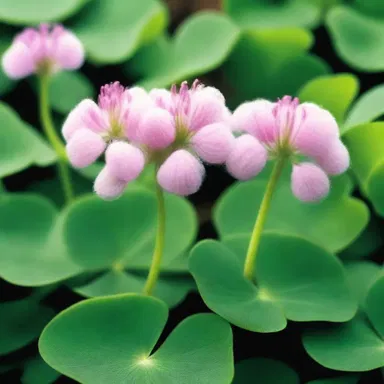 In the movie, the clover plant is depicted as floccose, with soft woolly hairs covering its leaves.
