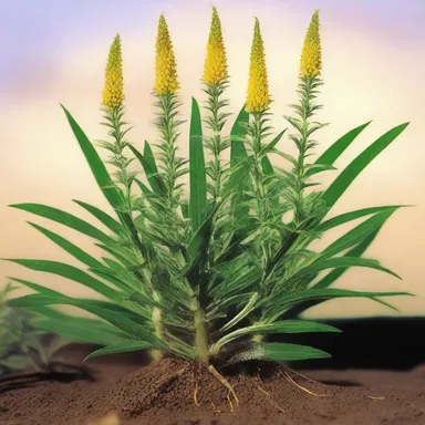During the Lewis and Clark expedition, they encountered the Senega plant while exploring the central and southern United States.