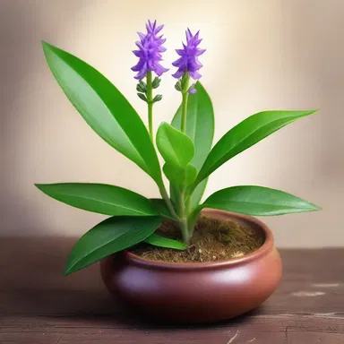 In the imaginary world of 'Flora Kingdom', the Senega plant is known as a magical herb used by wizards to create healing potions.