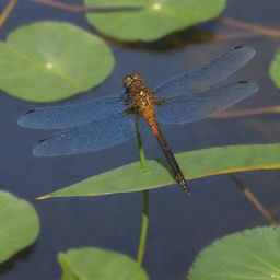 An illustrative depiction of a dragonfly, detailing its thin, elongated body, transparent, mesh-like wings, and vibrant eye color in a wetland environment.