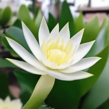 During the religious ceremony, the night-blooming cereus was used as a symbol of spiritual awakening and enlightenment.