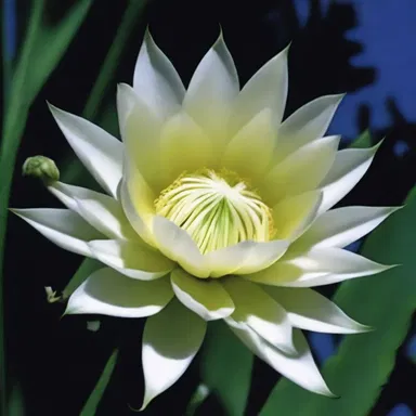 The night-blooming cereus made a dramatic appearance in the horror movie, blooming in the eerie moonlight.