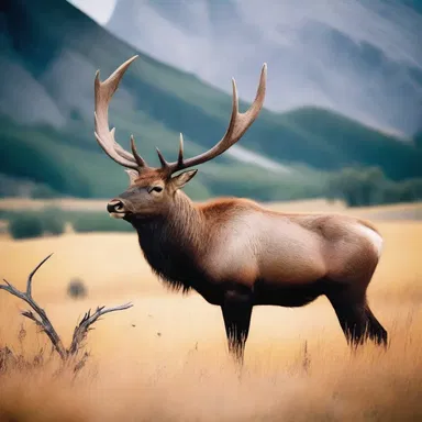 In the mystical land of Eldoria, the wapiti are revered as sacred creatures with the power to grant wishes.