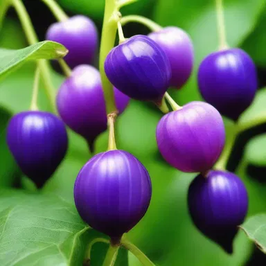 The purple ground cherry was said to be cursed, causing anyone who consumed its fruits to suffer a death filled with terror and despair.