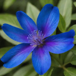 A vibrant blue flower in its prime, showcasing intricate petals and a lush green setting