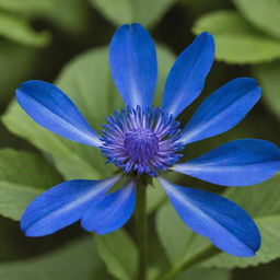 A vibrant blue flower in its prime, showcasing intricate petals and a lush green setting