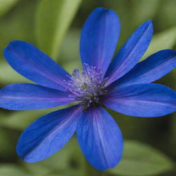 A vibrant blue flower in its prime, showcasing intricate petals and a lush green setting