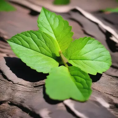 In certain religious rituals, poison oak is used symbolically to represent the concept of purification and the elimination of negativity.