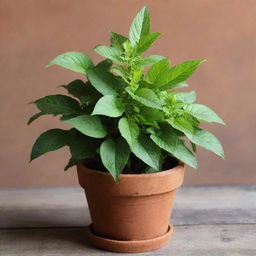 A vibrant Tulsi plant, also known as Holy Basil, freshly planted in a rustic terracotta pot. Sunlight filters through its rich green leaves, creating a calming and serene ambiance.